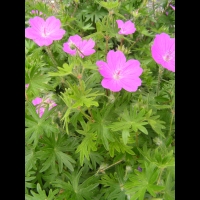 Geranium sanguineum (fam Geraniacees) (Asie septentrionale, Europe) (2)